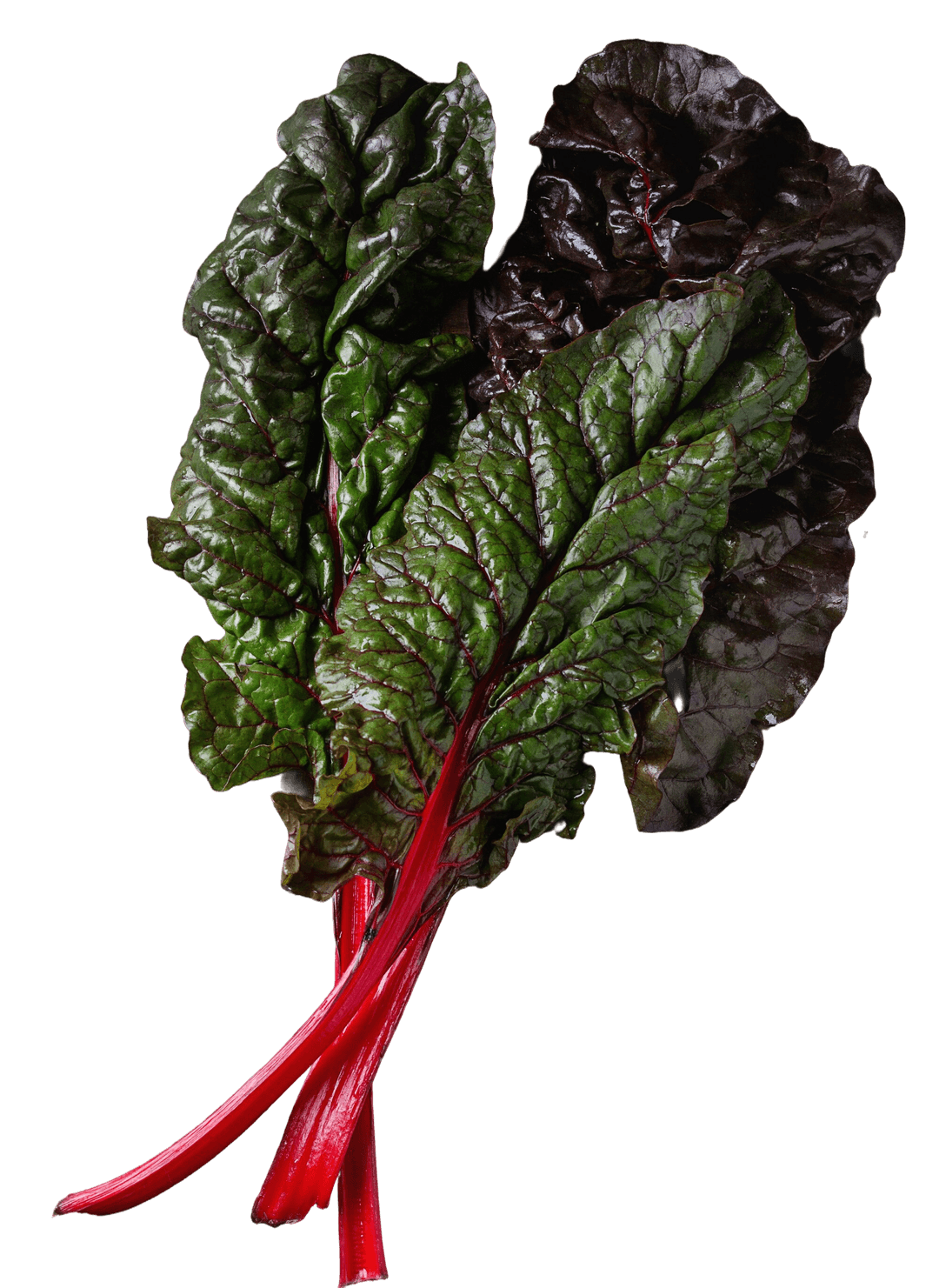 Swiss Chard