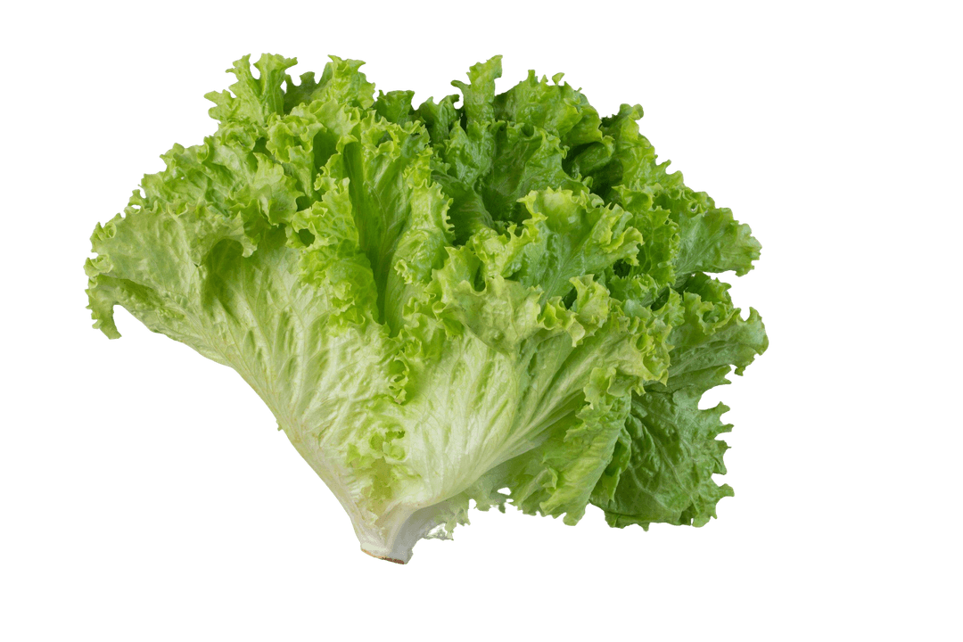 Lettuce