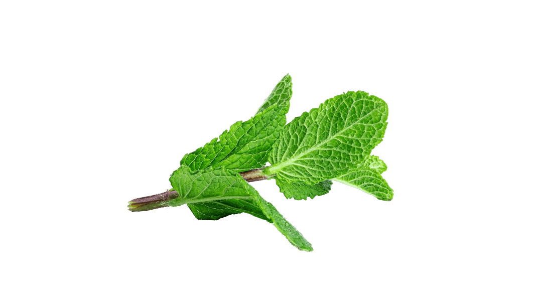 Fresh Mint