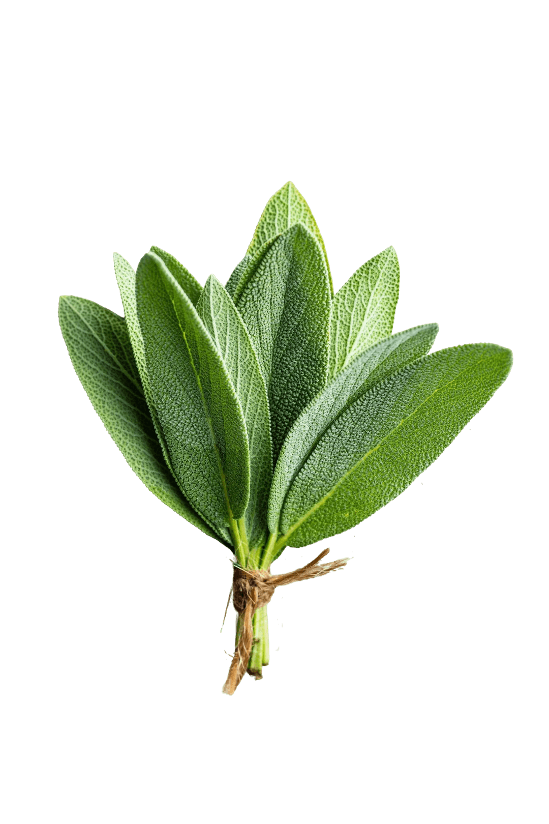 Fresh Sage